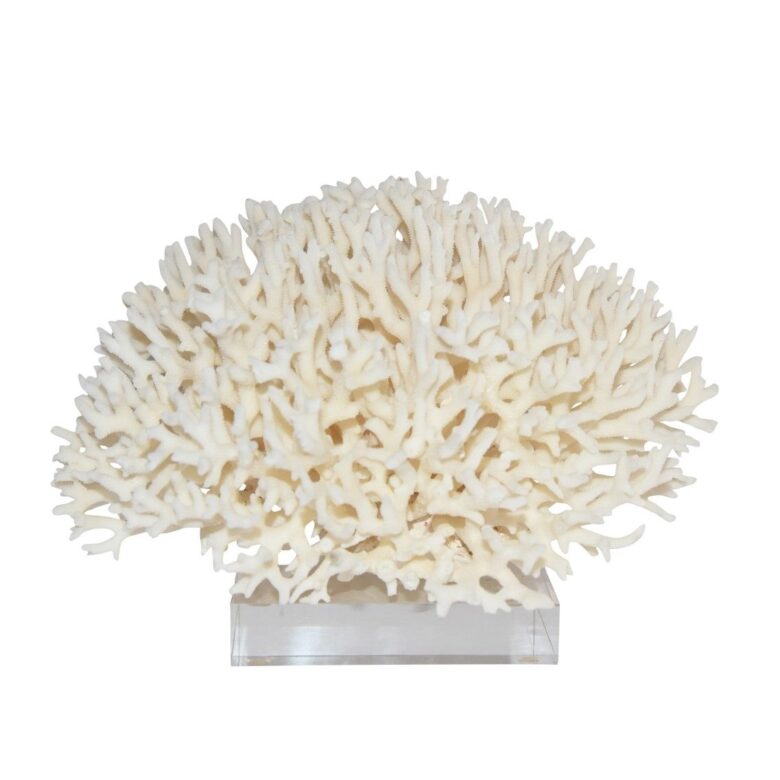 Birdsnest Coral 12-15 Inch On Acrylic Base