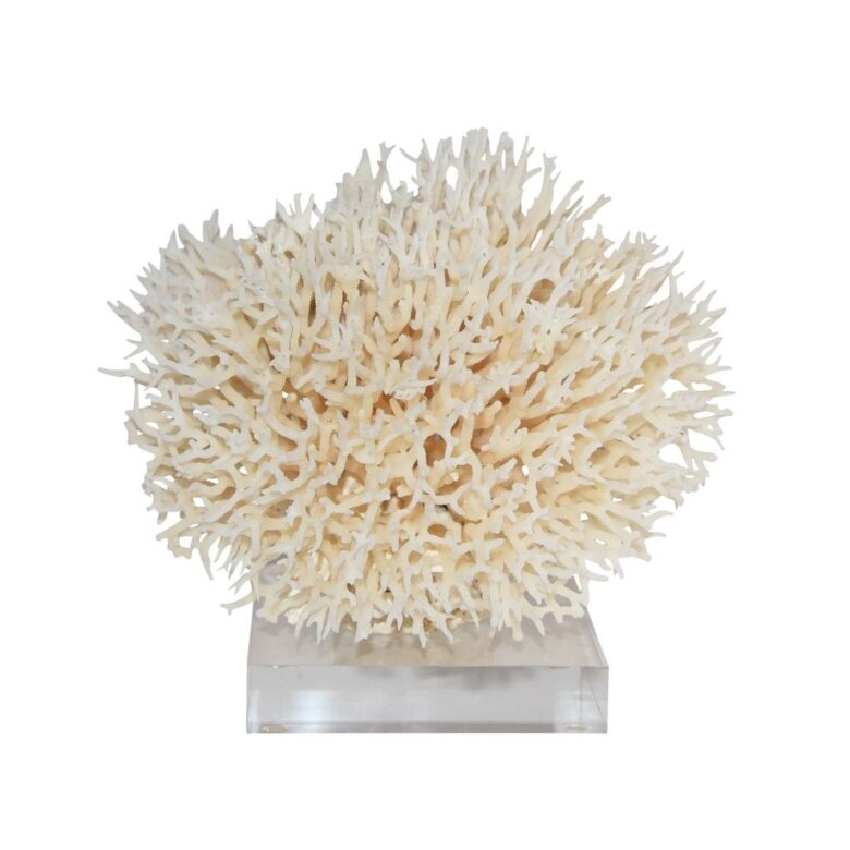 Birdsnest Coral 10-12 Inch On Acrylic Base