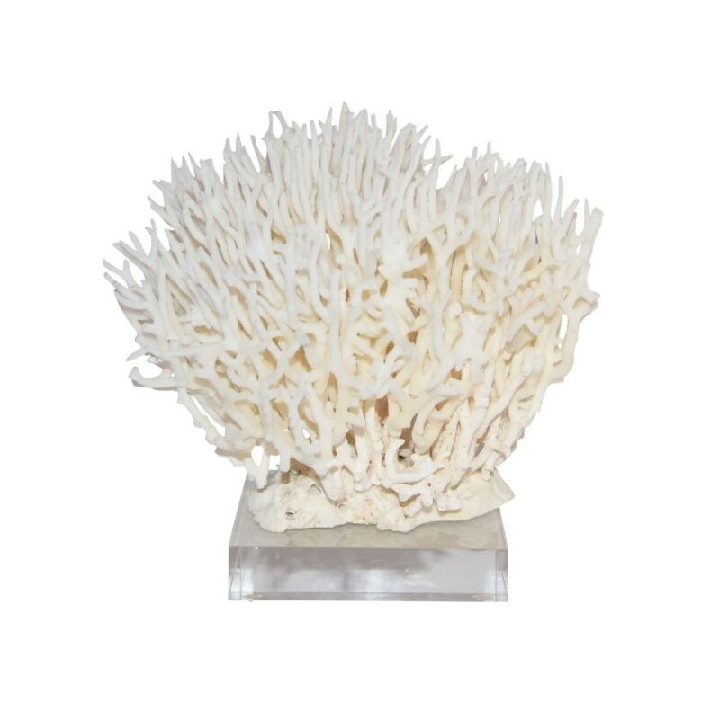 Birdsnest Coral 8-10 Inch On Acrylic Base