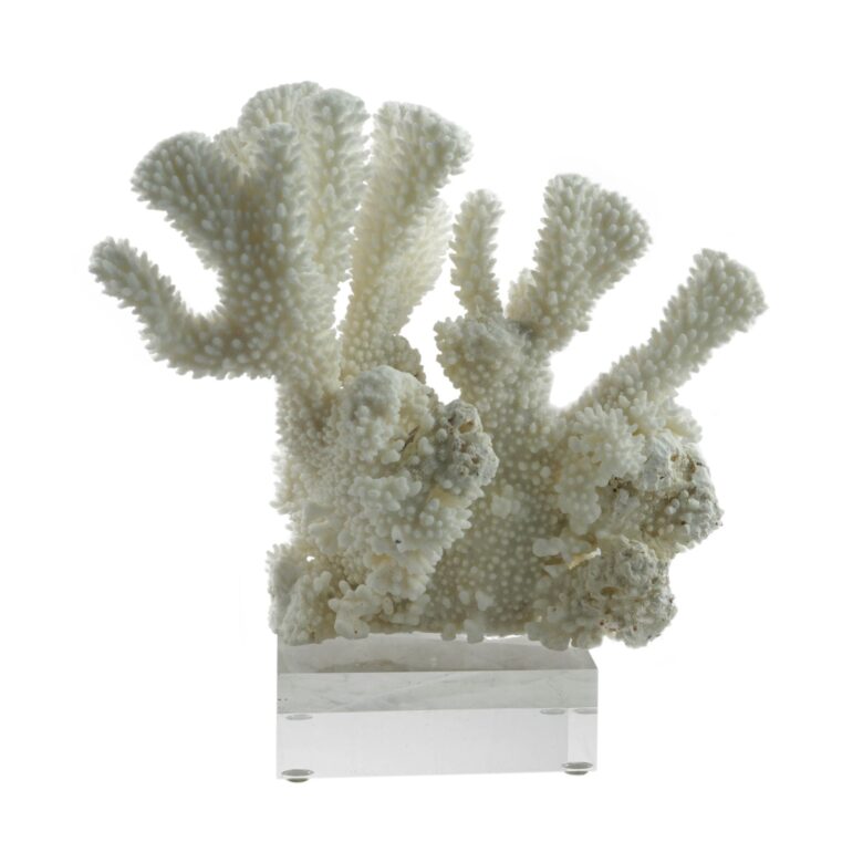 Cauliflower Coral 7-10 Inch On Acrylic Base