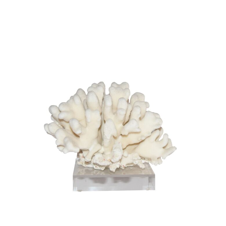 Elkhorn Coral Pacific 7-10 Inch On Acrylic Base