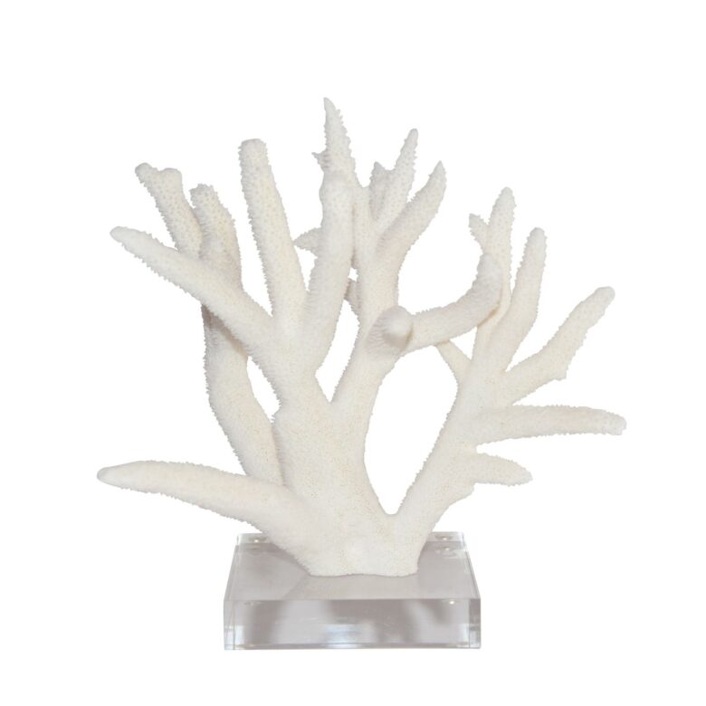 Staghorn Coral 12-15 Inch On Acrylic Base