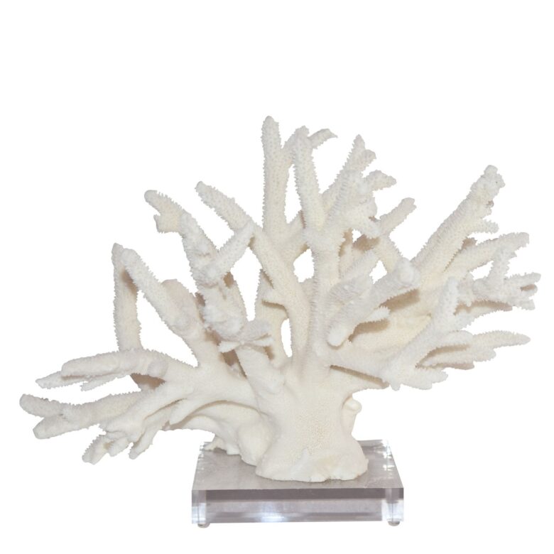 Staghorn Coral Creation 15 Inch + On Acrylic Base