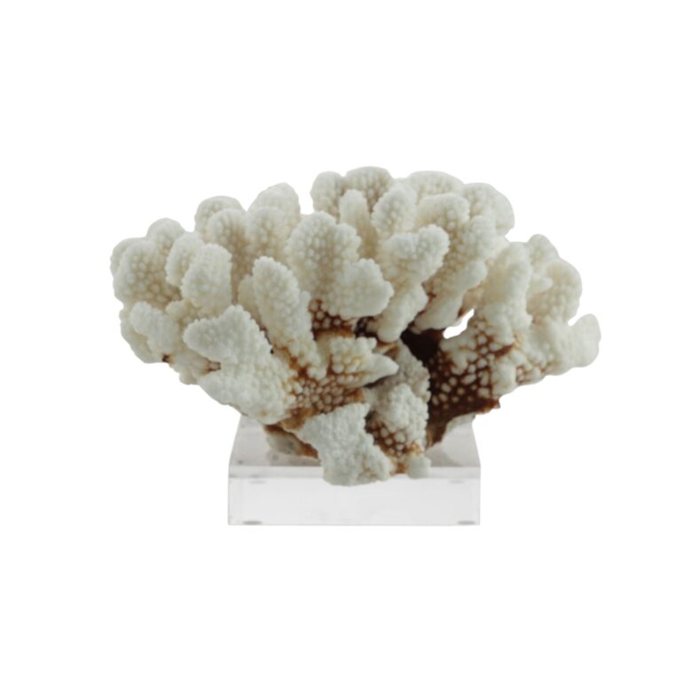 Brownstem Coral 7-10 Inch On Acrylic Base