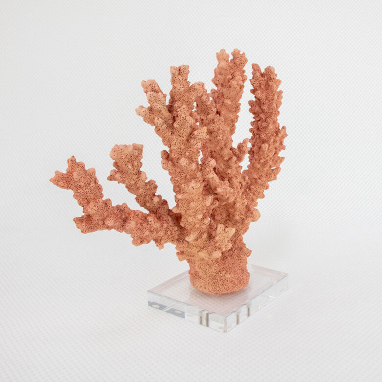 Coral Burst - Image 2