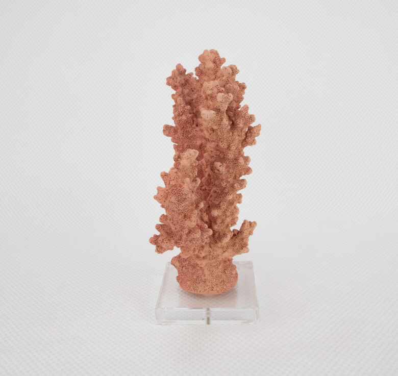 Coral Burst - Image 3