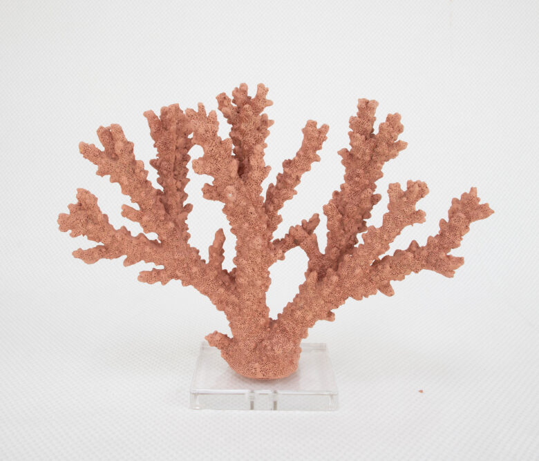 Coral Burst - Image 4