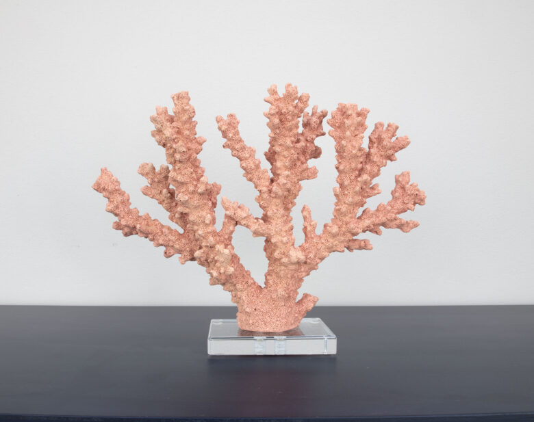 Coral Burst - Image 6